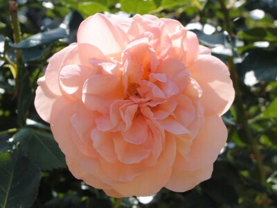 花咲く浜名湖ガーデンパーク