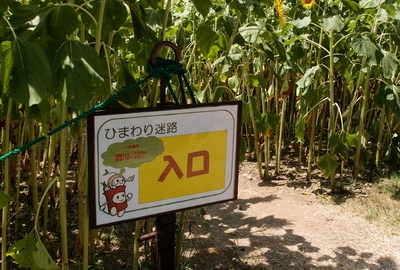 ひまわり畑
