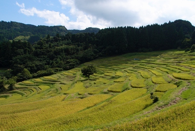 青空の大山千枚田