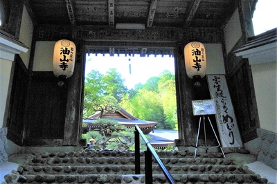 青モミジ「油山寺」