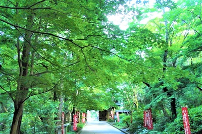 青モミジ「油山寺」