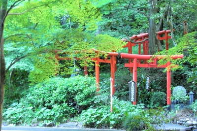 青モミジ「油山寺」