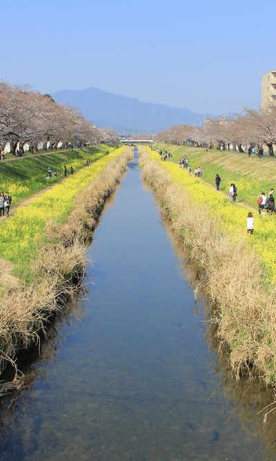 18年桜 佐奈川堤 L ハードボイルドのごとく