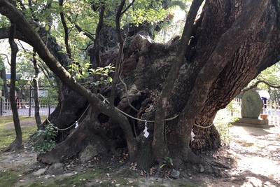 雲立のクス