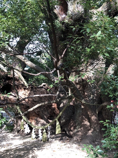 雲立のクス
