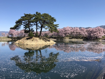 桜２０１９≪六道の堤≫