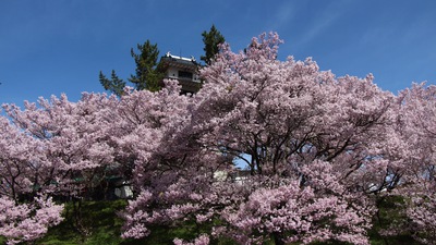 信州高遠美術館 桜16’