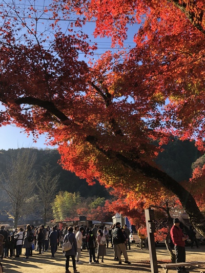 東海一の紅葉『香嵐渓』