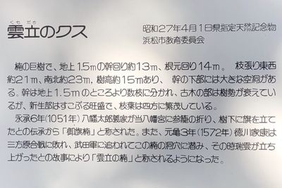雲立のクス