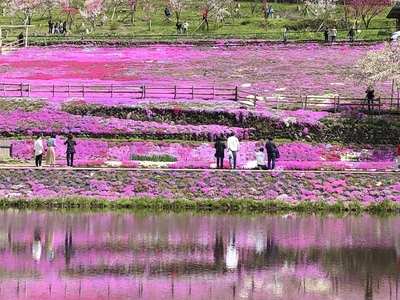 國田家の芝桜