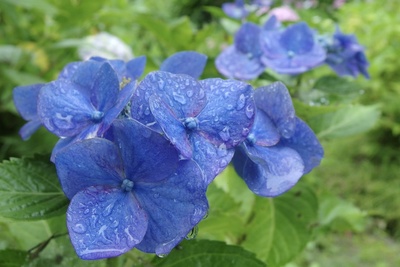 梅雨入り