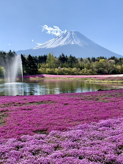 富士芝桜まつり