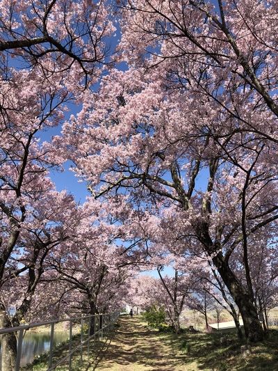 桜２０１９≪六道の堤≫