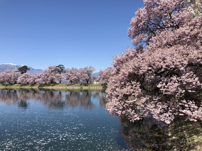 桜２０１９≪六道の堤≫
