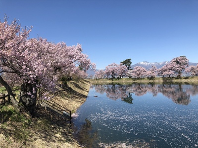 桜２０１９≪六道の堤≫