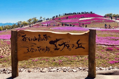 天空の芝桜