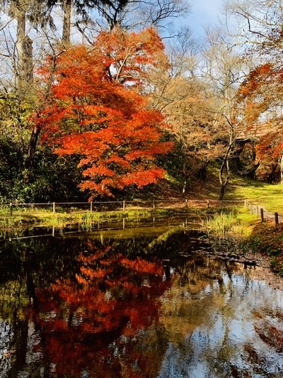 紅葉19《高遠城址公園》