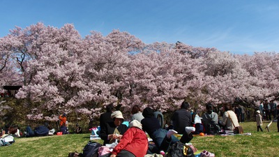信州高遠美術館 桜16’