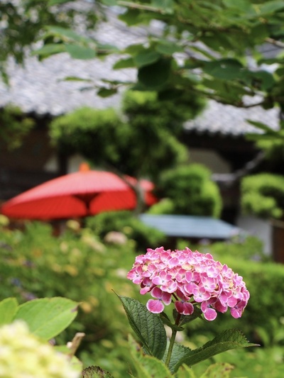 梅雨入り