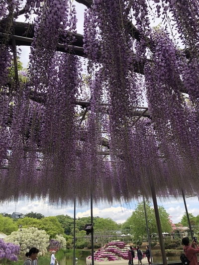 あしかがフラワーパーク