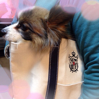 シニア犬になると色々と…