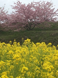 一足早くお花見へ 2019/03/11 20:15:38