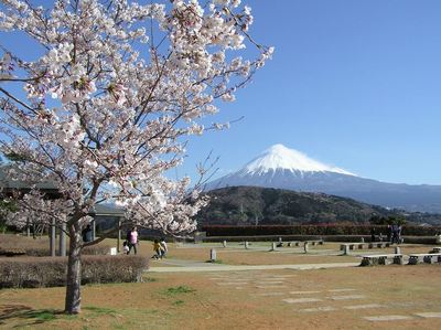 桜と富士山