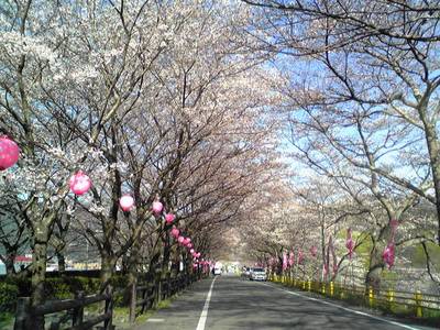 家山桜トンネル