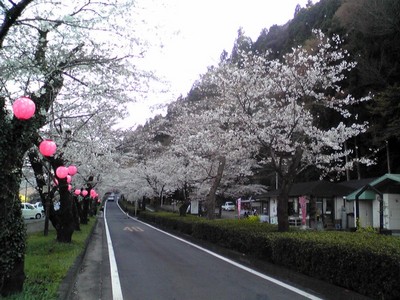 家山桜トンネル