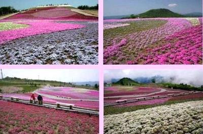 天空の芝桜