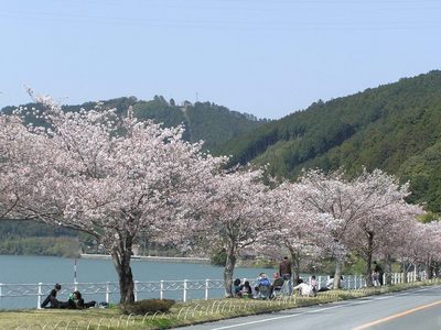 桜と船明ダム