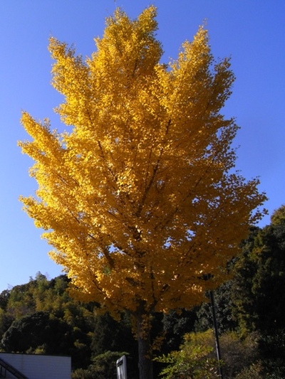 油山寺の紅葉