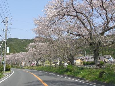 桜と船明ダム