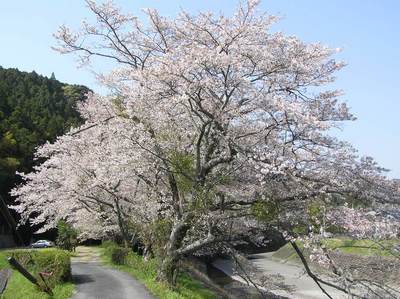 桜と船明ダム