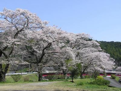 桜と船明ダム