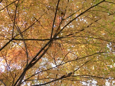 浜北森林公園