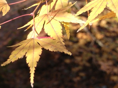 浜北森林公園
