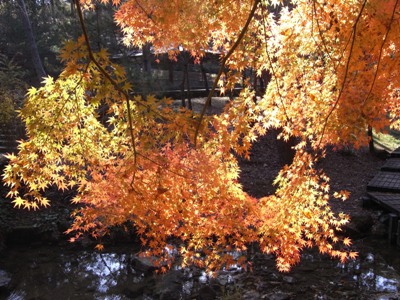 浜北森林公園
