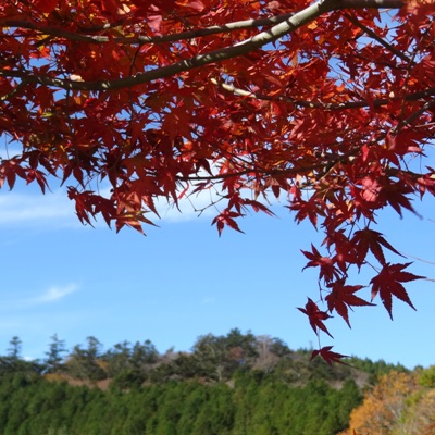 「きららの森」散策