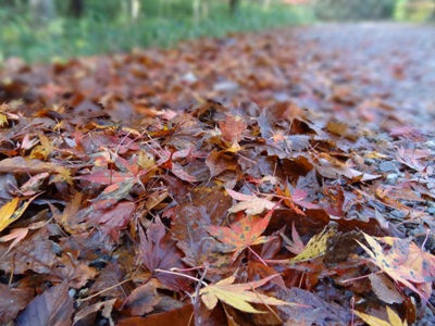 「きららの森」散策