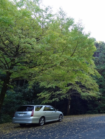 森林公園イチョウ