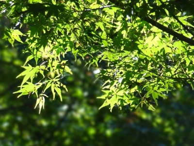 浜北森林公園の紅葉
