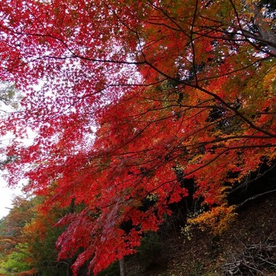 愛知県民の森