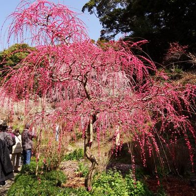 しだれ梅満開