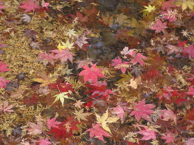小国神社の紅葉