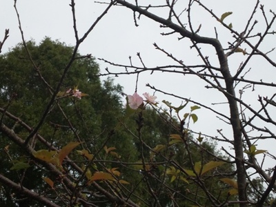 佐鳴湖に桜？