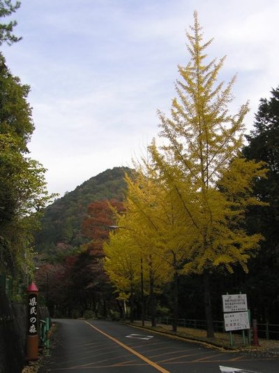 県民の森。紅葉