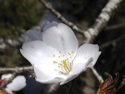 鳳来大野付近の桜