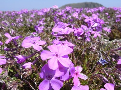 天空の芝桜