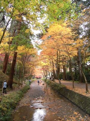 小国神社見頃